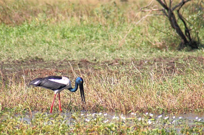 _800Mt Borradaile - Cooper Creek_5648_mm_3_Jabiru